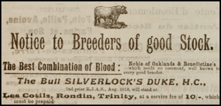 1910 advert in the Chronique de Jersey