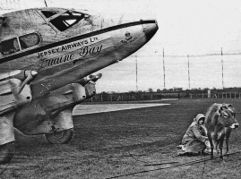 A milkmaid attends to a cow grazing the Airport's grass