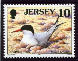 Seabirds and waders