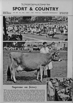 The 'cream of island cattle' on display at Springfield in 1949 as reported in the Illustrated Sporting and Dramatic News