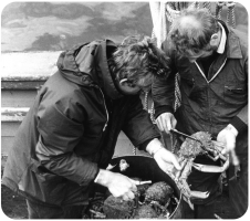 Checking crabs for size