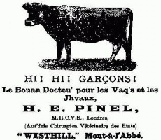 Veterinary surgeon Herbert Ernest Pinel (1861- ) describing himself in Jerriais as a 'doctor for cows and horses' was in business at Westhill, Mont a l'Abbe, then at Newcastle House, St John ...