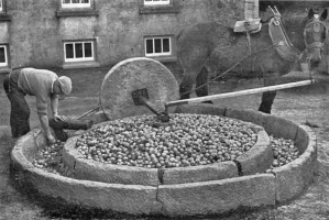 A granite apple crusher in use