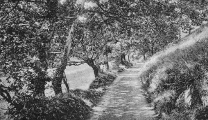 A typical narrow Jersey lane before the motor car arrived to spoil everything