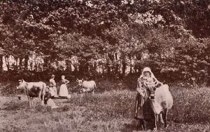 Jersey bonnet in the field