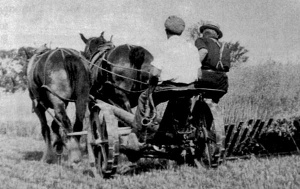 Reaping at Home Farm, Grouville in 1950