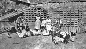 Poultry in the farmyard in 1910