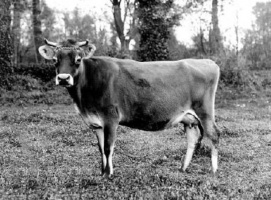 A Jersey cow