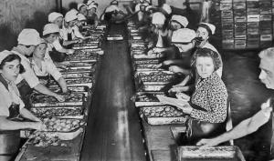 At work inside the canning factory