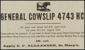Ernest Francis Alexandre, who farmed at St Mary, [2]advertised his prize bull in the Chronique de Jersey in 1914. Although he is shown in this advert as Alexander, he was baptised Alexandre in St Mary in 1882 and is listed in the 1911 census as Alexandre. He was the son of William and Elizabeth (see marriage photograph above), who farmed at Les Marais, St Mary. [3]