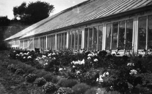 Eric and Kathleen's sister Lucy's garden