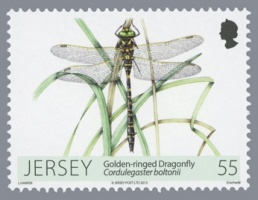 Dragonflies and Damselflies
