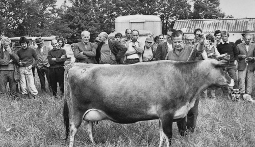 Prominent breeder Alex Anthoine at a cattle show in 1975