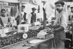 Packing tomatoes in 1913, picture by Percival Dunham