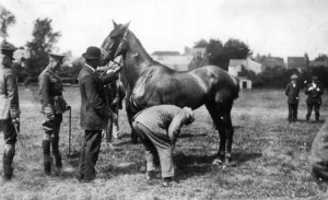 Horses being inspected for war service