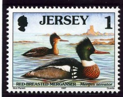 Seabirds and waders