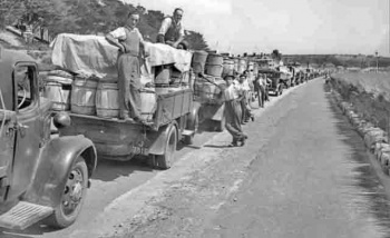 Potato lorries queue to enter St Helier Harbour in 1952