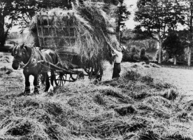 Hay making in St Lawrence, 1935