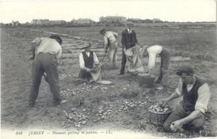 Harvesting potatoes