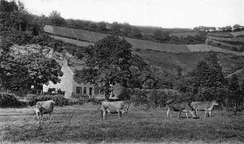 Jersey cows with cultivated cotils in the background