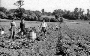 Harvesting potatoes in Grouville in 1953