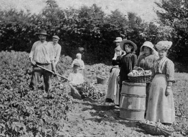 A family lifting potatoes