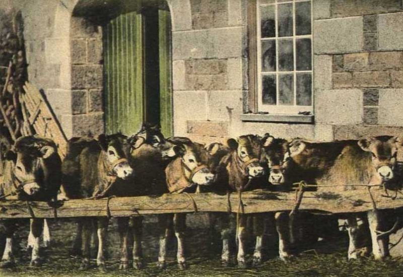 File:JerseyCows1905.jpg