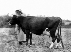 P J Bree's Fauvic One in 1875