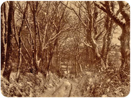 A 19th century albumen print