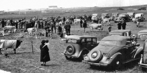 A cattle show on the race track in 1937