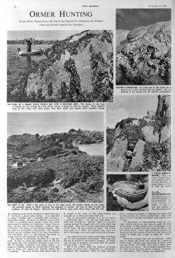 Ormer hunting, featured in The Sphere in 1956