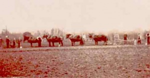 A heavy plough drawn by a team of horses