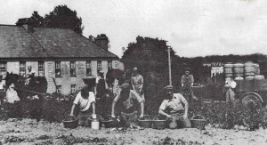 Digging potatoes in 1936