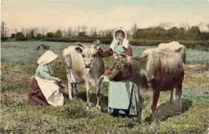 Jersey cows have long been popular subjects for postcards