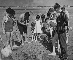 Razor fishing at Havre des Pas in the 1930s. Razor fish are buried under the surface of the sand. Dropping a pinch of salt down the hole at low tide brings them to the surface