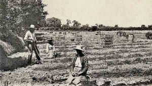 Harvesting potatoes at Greve de Lecq