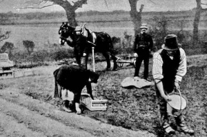 Potato planting in 1920