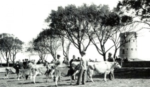 Parish cattle show in 1939, held where the parish hall now stands