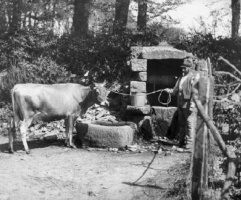 A Jersey cow in Sark, photograph by Philip Godfray