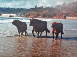 Jersey bulls run along the water's edge for a 2001 calendar photograph. The bulls were not loose but the ropes securing them were airbrushed out of the photograph