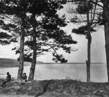 Pine Walk in the early 20th century