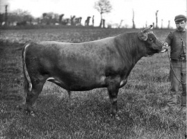 Mr Mallet's bull Benedictine