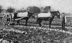 Swedes, grown to feed cattle
