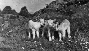 Lambs at Rozel