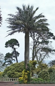 The Cycad (Sago) Palm, thought by some to be a Chilean Wine Palm, in the manor grounds, is said to be the most magnificent specimen in the British Isles. It was brought back from Brazil as a seed by Guy de Gruchy, who planted it. Note: Chilean Wine Palms are indigenous to SW South America, namely to Chile, and not to Brazil
