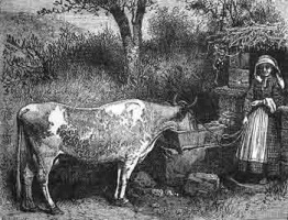 A Jersey cow and milkmaid in 1882