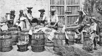 Packing potatoes in the traditional way - Photograph by P Godfray