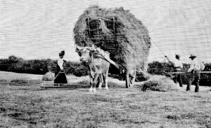 Oxen pull in the hay crop - they were once considered more economical than horses