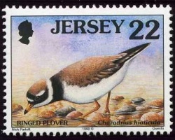Seabirds and waders