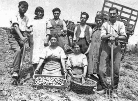 Lifting potatoes in 1930